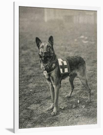 Malinois (Belgian Shepherd Dog) Trained for Work as a French Red Cross Dog-null-Framed Photographic Print