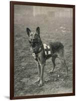 Malinois (Belgian Shepherd Dog) Trained for Work as a French Red Cross Dog-null-Framed Photographic Print