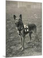 Malinois (Belgian Shepherd Dog) Trained for Work as a French Red Cross Dog-null-Mounted Photographic Print