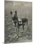 Malinois (Belgian Shepherd Dog) Trained for Work as a French Red Cross Dog-null-Mounted Photographic Print