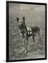 Malinois (Belgian Shepherd Dog) Trained for Work as a French Red Cross Dog-null-Framed Photographic Print