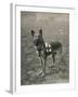 Malinois (Belgian Shepherd Dog) Trained for Work as a French Red Cross Dog-null-Framed Photographic Print