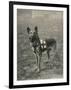 Malinois (Belgian Shepherd Dog) Trained for Work as a French Red Cross Dog-null-Framed Photographic Print