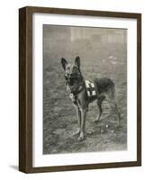 Malinois (Belgian Shepherd Dog) Trained for Work as a French Red Cross Dog-null-Framed Photographic Print