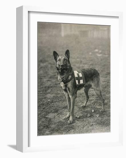 Malinois (Belgian Shepherd Dog) Trained for Work as a French Red Cross Dog-null-Framed Photographic Print