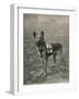 Malinois (Belgian Shepherd Dog) Trained for Work as a French Red Cross Dog-null-Framed Photographic Print