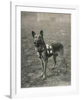 Malinois (Belgian Shepherd Dog) Trained for Work as a French Red Cross Dog-null-Framed Photographic Print