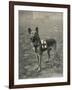 Malinois (Belgian Shepherd Dog) Trained for Work as a French Red Cross Dog-null-Framed Photographic Print