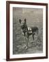 Malinois (Belgian Shepherd Dog) Trained for Work as a French Red Cross Dog-null-Framed Photographic Print