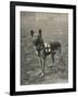 Malinois (Belgian Shepherd Dog) Trained for Work as a French Red Cross Dog-null-Framed Photographic Print