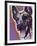 Malinois-Dean Russo-Framed Giclee Print