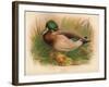 Mallard (Anas boschas), 1900, (1900)-Charles Whymper-Framed Giclee Print