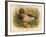 Mallard (Anas boschas), 1900, (1900)-Charles Whymper-Framed Giclee Print