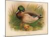 Mallard (Anas boschas), 1900, (1900)-Charles Whymper-Mounted Giclee Print