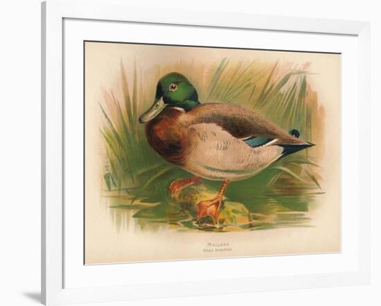 Mallard (Anas boschas), 1900, (1900)-Charles Whymper-Framed Giclee Print