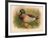 Mallard (Anas boschas), 1900, (1900)-Charles Whymper-Framed Giclee Print