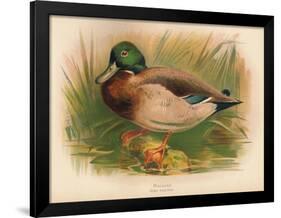 Mallard (Anas boschas), 1900, (1900)-Charles Whymper-Framed Giclee Print