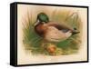 Mallard (Anas boschas), 1900, (1900)-Charles Whymper-Framed Stretched Canvas