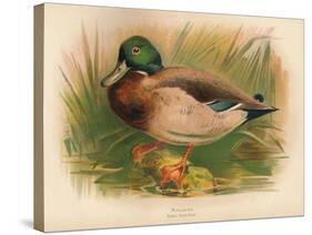 Mallard (Anas boschas), 1900, (1900)-Charles Whymper-Stretched Canvas