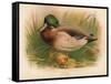 Mallard (Anas boschas), 1900, (1900)-Charles Whymper-Framed Stretched Canvas