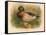 Mallard (Anas boschas), 1900, (1900)-Charles Whymper-Framed Stretched Canvas