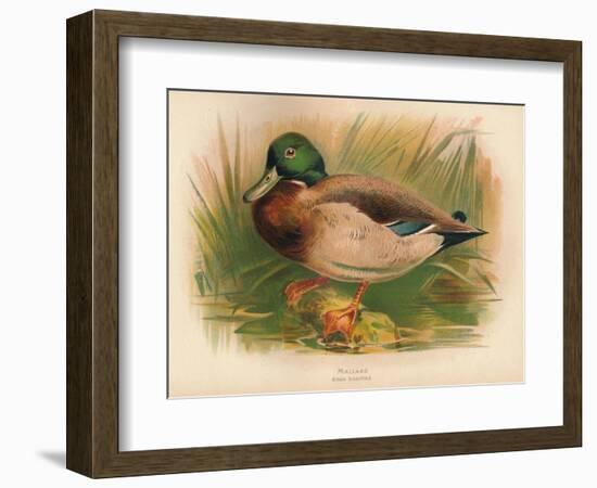 Mallard (Anas boschas), 1900, (1900)-Charles Whymper-Framed Giclee Print