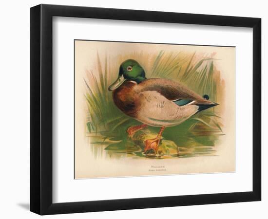 Mallard (Anas boschas), 1900, (1900)-Charles Whymper-Framed Giclee Print