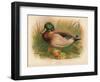 Mallard (Anas boschas), 1900, (1900)-Charles Whymper-Framed Giclee Print