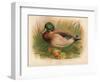 Mallard (Anas boschas), 1900, (1900)-Charles Whymper-Framed Giclee Print