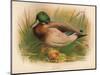 Mallard (Anas boschas), 1900, (1900)-Charles Whymper-Mounted Giclee Print