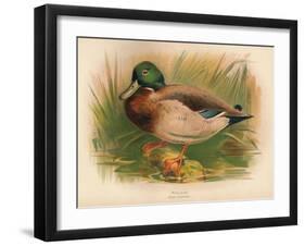 Mallard (Anas boschas), 1900, (1900)-Charles Whymper-Framed Giclee Print