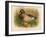 Mallard (Anas boschas), 1900, (1900)-Charles Whymper-Framed Giclee Print