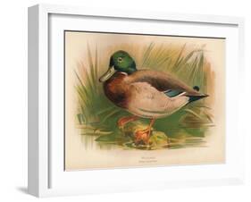 Mallard (Anas boschas), 1900, (1900)-Charles Whymper-Framed Giclee Print