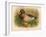 Mallard (Anas boschas), 1900, (1900)-Charles Whymper-Framed Giclee Print