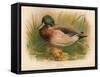 Mallard (Anas boschas), 1900, (1900)-Charles Whymper-Framed Stretched Canvas