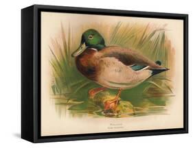 Mallard (Anas boschas), 1900, (1900)-Charles Whymper-Framed Stretched Canvas