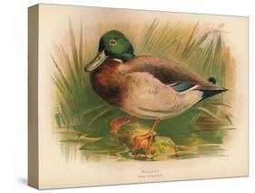 Mallard (Anas boschas), 1900, (1900)-Charles Whymper-Stretched Canvas