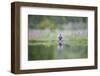 Mallard (Anas Platyrhnchos), Scottish Highlands, Scotland, United Kingdom, Europe-David Gibbon-Framed Photographic Print