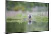 Mallard (Anas Platyrhnchos), Scottish Highlands, Scotland, United Kingdom, Europe-David Gibbon-Mounted Photographic Print