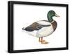 Mallard (Anas Platyrhynchos), Duck, Birds-Encyclopaedia Britannica-Framed Poster