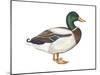 Mallard (Anas Platyrhynchos), Duck, Birds-Encyclopaedia Britannica-Mounted Poster