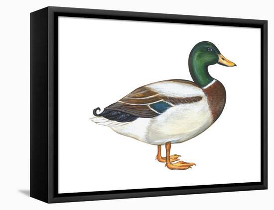 Mallard (Anas Platyrhynchos), Duck, Birds-Encyclopaedia Britannica-Framed Stretched Canvas