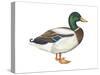Mallard (Anas Platyrhynchos), Duck, Birds-Encyclopaedia Britannica-Stretched Canvas