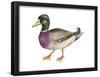 Mallard (Anas Platyrhynchos), Duck, Birds-Encyclopaedia Britannica-Framed Poster