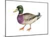 Mallard (Anas Platyrhynchos), Duck, Birds-Encyclopaedia Britannica-Mounted Poster