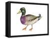 Mallard (Anas Platyrhynchos), Duck, Birds-Encyclopaedia Britannica-Framed Stretched Canvas