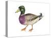 Mallard (Anas Platyrhynchos), Duck, Birds-Encyclopaedia Britannica-Stretched Canvas