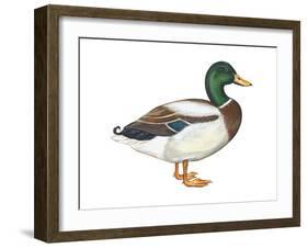 Mallard (Anas Platyrhynchos), Duck, Birds-Encyclopaedia Britannica-Framed Art Print