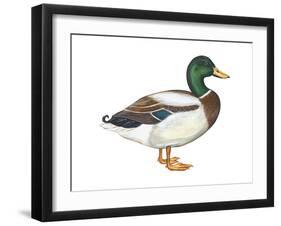 Mallard (Anas Platyrhynchos), Duck, Birds-Encyclopaedia Britannica-Framed Art Print