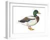 Mallard (Anas Platyrhynchos), Duck, Birds-Encyclopaedia Britannica-Framed Art Print